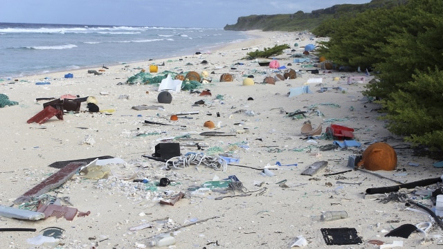 Pesisir pantai di Pulau Henderson  (Foto: AP/Jennifer Lavers)