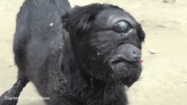 Kambing Bermata Satu (Foto: Caters via AP)