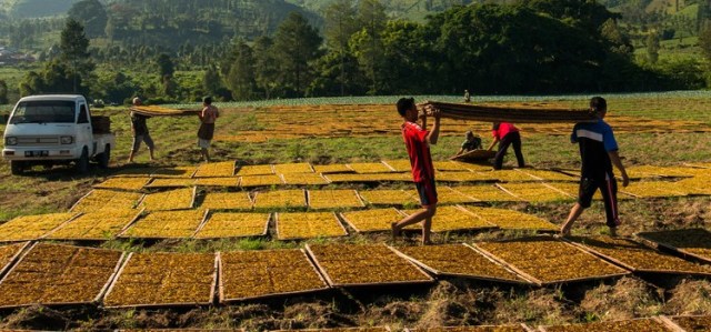 Kisah Dua Anak Petani Tembakau dalam Merawat Tradisi