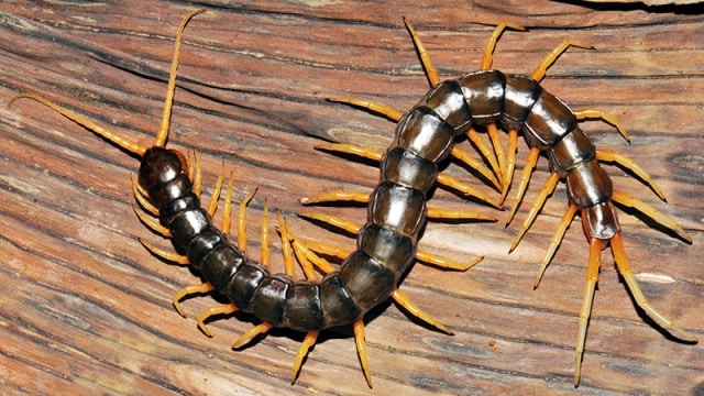 Lipan Scolopendra cataracta (Foto: http://www.esf.edu)