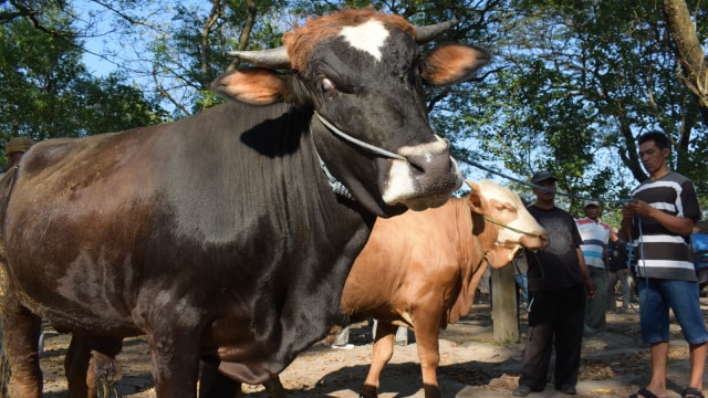 Sapi (Foto: Antara/Siswowidodo)