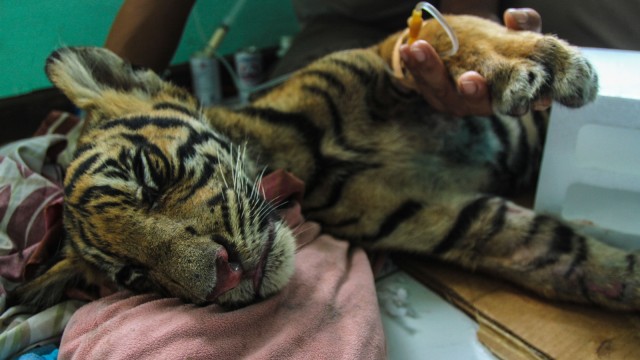 Perawatan Anak Harimau (Foto: Antara/Rony Muharrman)