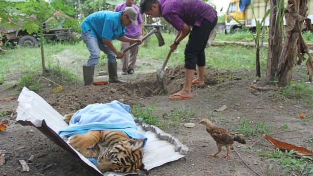 Anak Harimau Sumatera Mati (Foto: Antara/Rony Muharrman)