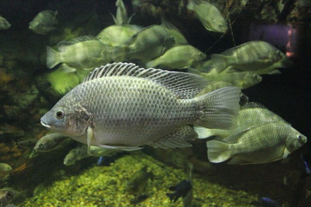 Ikan Tilapia. (Foto: Wikimedia Commons)