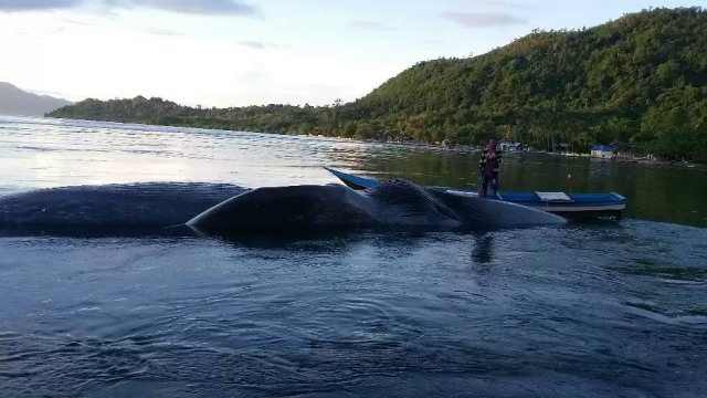 Paus terdampak di Desa Sole, Maluku (Foto: Facebook Andi Faisal Wadjo)