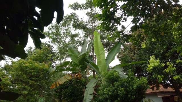 Pohon petai (paling tinggi) di depan rumah Tamsir. (Foto: Utomo Priyambodo/kumparan)