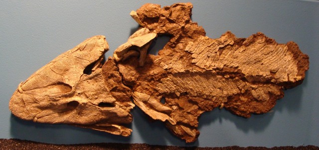 Fosil Tiktaalik. (Foto: Wikimedia Commons)