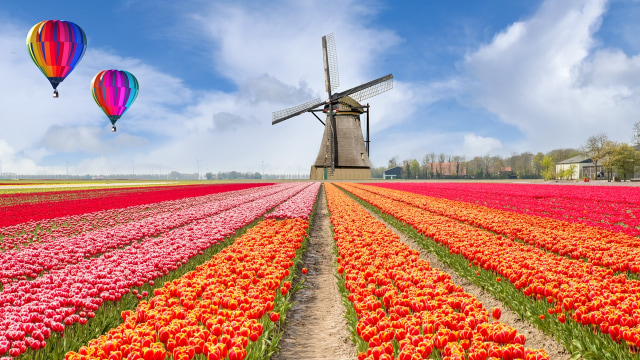 Perkebunan tulip di Belanda Foto: Thinkstock