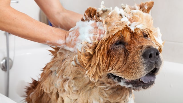 Cek Kebersihan Pets Hotel. (Foto: Thinkstock)