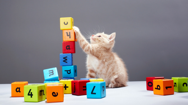 Pets Toys. (Foto: Thinkstock)