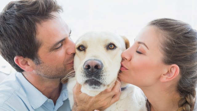 Kebiasaan Pets. (Foto: Thinkstock)