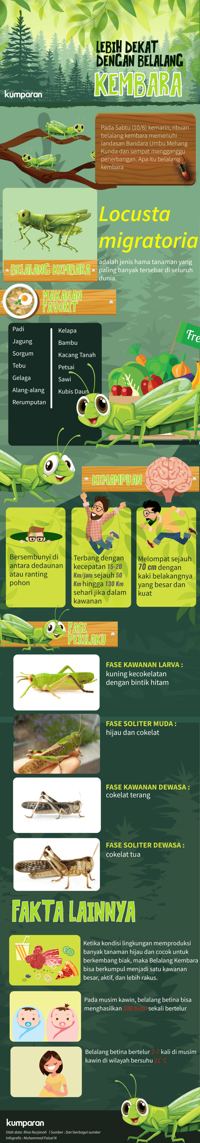 Infografis Belalang Kembara (Foto: Faisal Nu'man/kumparan)