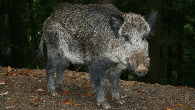 Ilustrasi babi hutan liar. Foto: Pixabay