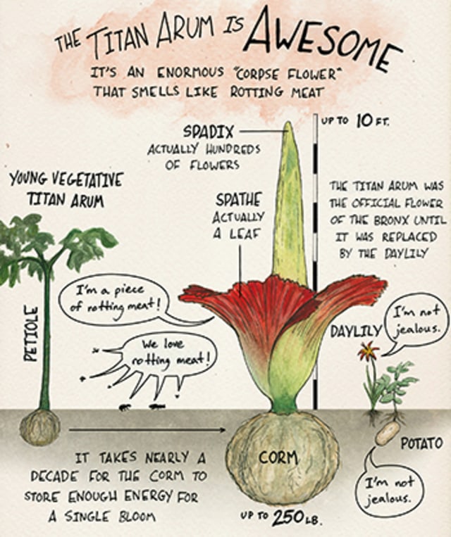 Gambar Bunga  Rafflesia  Arnoldi  Beserta Penjelasannya 