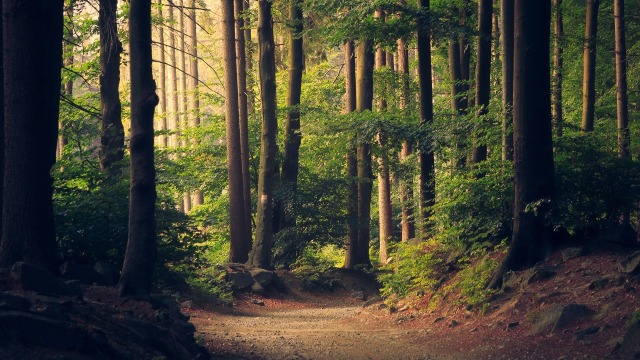 Ilustrasi hutan. (Foto: Pixabay)