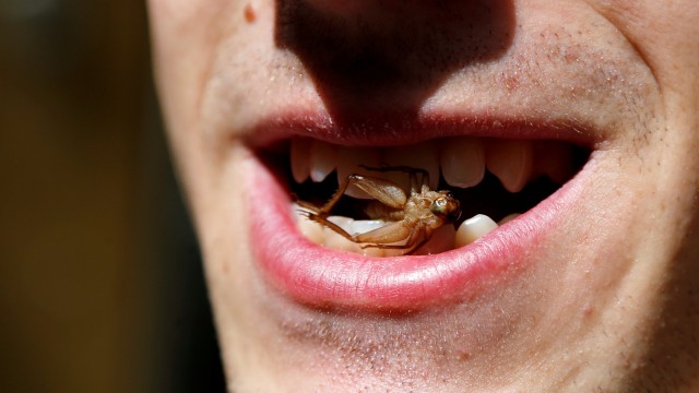 Mencoba  makan jangkrik (Foto: Reuters/Francois Lenoir)