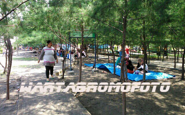 Menikmati Rindangnya Pohon Cemara Di Pantai Duta Paiton