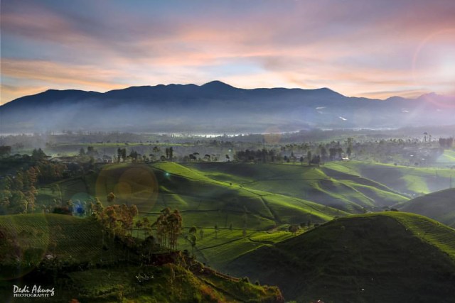 Menikmati Sunrise di Perkebunan Teh Cukul, Pangalengan