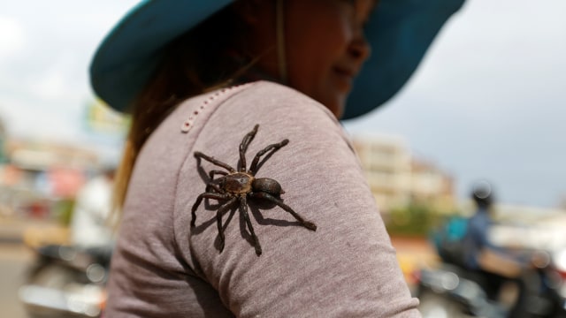 Pemburu Tarantula di Kamboja (Foto: REUTERS/Samrang Pring)