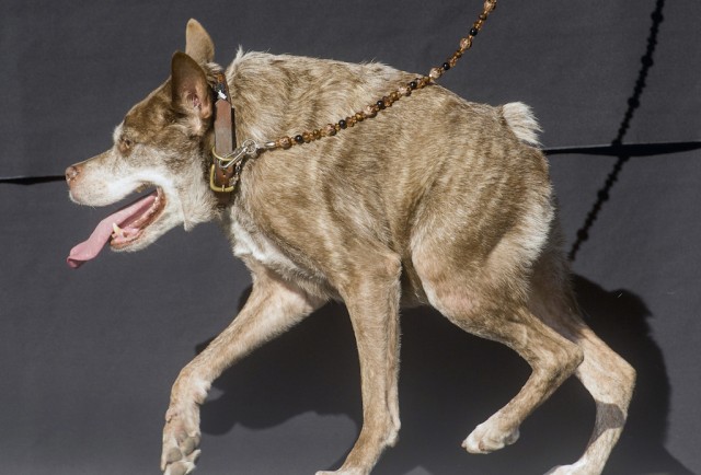 Quasi Modo anjing tak sempurna (Foto: AP Photo/Noah Berger)
