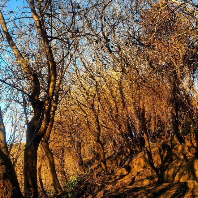 Bagai musim gugur di Gunung Slamet. (Foto: Naufal Abdurrasyid/kumparan)