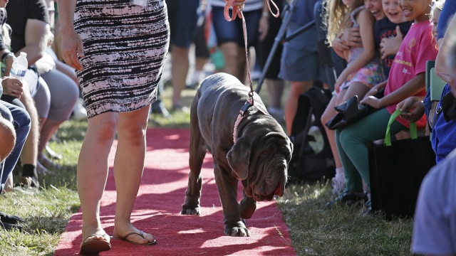 Martha, pemenang kontes anjing buruk rupa (Foto: AP)