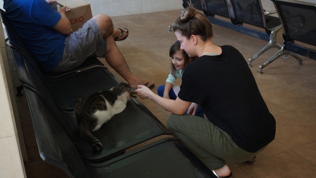 Pengunjung bermain dengan kucing di Pondok. (Foto: Sabrina/kumparan)