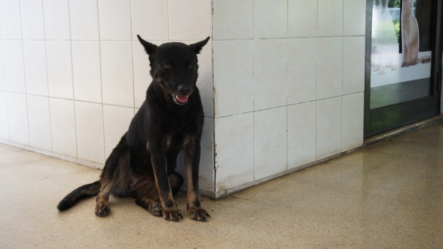 Anjing di pondok pengayom satwa. (Foto: Sabrina/kumparan)