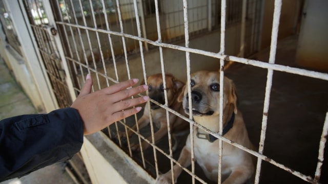 Anjing yang dirawat di Pondok Pengayom Satwa. (Foto: Sabrina/kumparan)