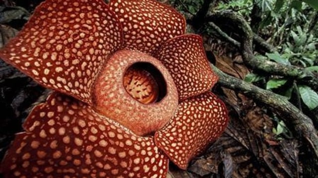 Ilustrasi bunga Rafflesia arnoldii (Foto: REUTERS/Jeremy Holden/Harvard University/Handout)