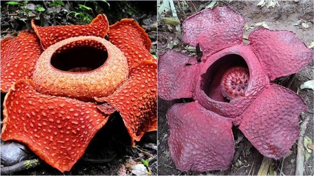 Rafflesia Arnoldii asli (kiri) dan dicat (kanan) (Foto: science.kew.org - Dian Pratiwi/pengunjung)
