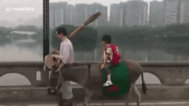 Anak naik keledai ke sekolah. (Foto: Newsflare)