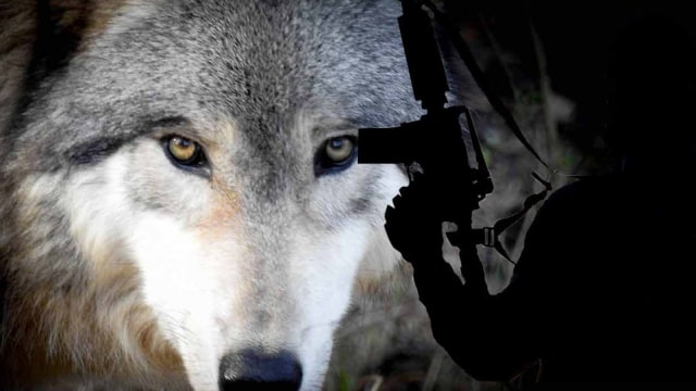 Ilustrasi Lone Wolf Terrorist (Foto: seacrestwolfpreserve.org)