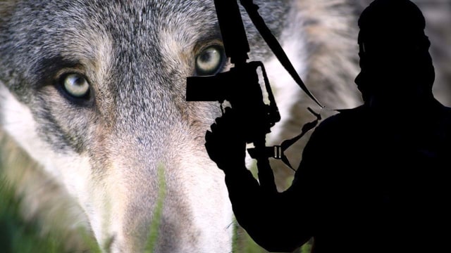 Ilustrasi Lone Wolf Terrorist (Foto: Pixabay)