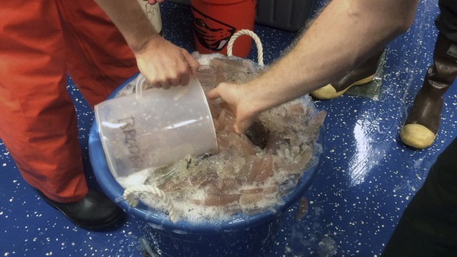 Makhluk Laut Aneh Di Dekat Alaska Bingungkan Ilmuwan Kumparan Com