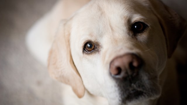 Peneliti Ungkap Kemiripan Antara Manusia dan Anjing (62801)