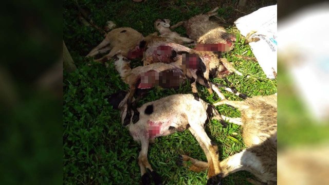 Kambing mati diserang gerombolan anjing liar (Foto: Dok. Polres Bogor)