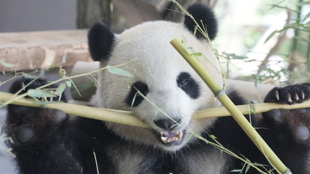 Pemberian panda dari Cina untuk Jerman (Foto: Axel Schmidt/pool photo via AP)