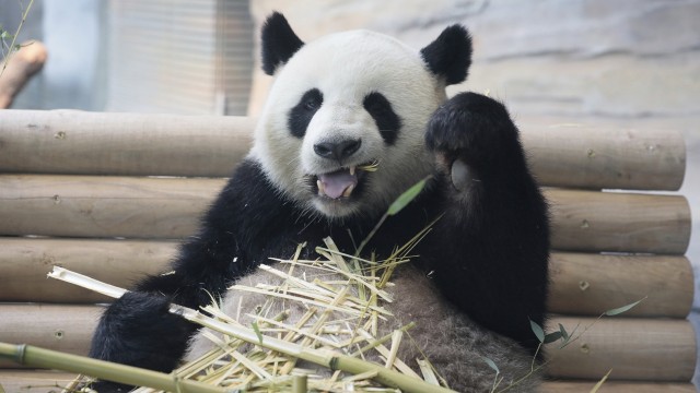 Pemberian panda dari Cina untuk Jerman (Foto: Axel Schmidt/pool photo via AP)