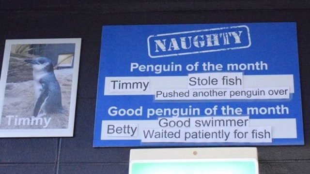 Hukuman dan reward bagi penguin (Foto: National Aquarium New Zealand)
