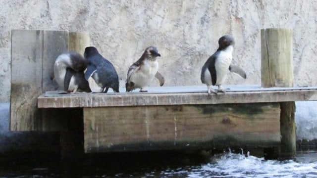 Penguin (Foto: National Aquarium New Zealand)