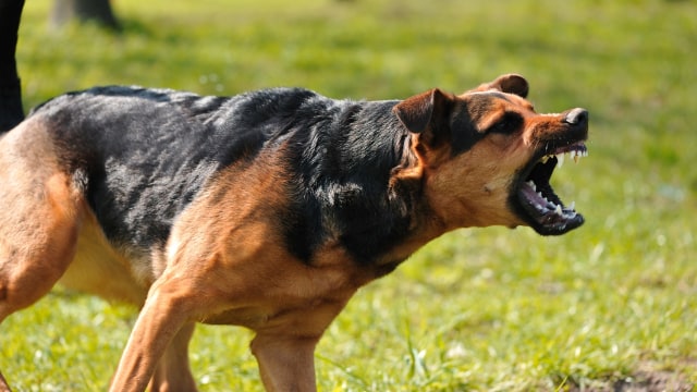 Ilustrasi anjing rabies. Foto: Thinkstock