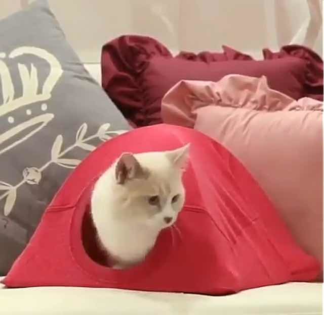 Rumah Darurat Untuk Kucing Kumparancom
