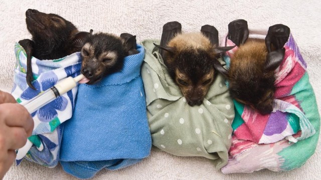 Tolga Bat Hospital (Foto: Instagram/@tropicalnorthqueensland)