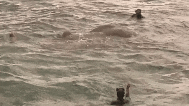 Penyelamatan gajah yang tenggelam di laut (Foto: Youtube/srilankanlion)