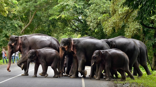 Gajah berjalan menghindari banjir di India (Foto: Reuters/Anuwar Hazarika)