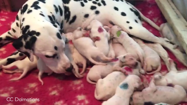 Anjing Dalmatian melahirkan 18 anak anjing. (Foto: Associated Press)
