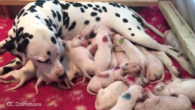Anjing Dalmatian melahirkan 18 anak anjing. (Foto: Associated Press)