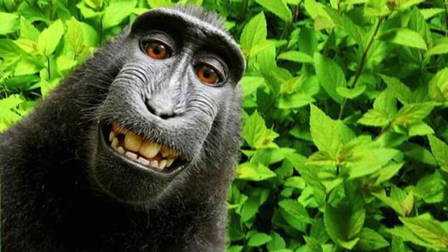 Monyet selfie (Foto: Wikimedia)