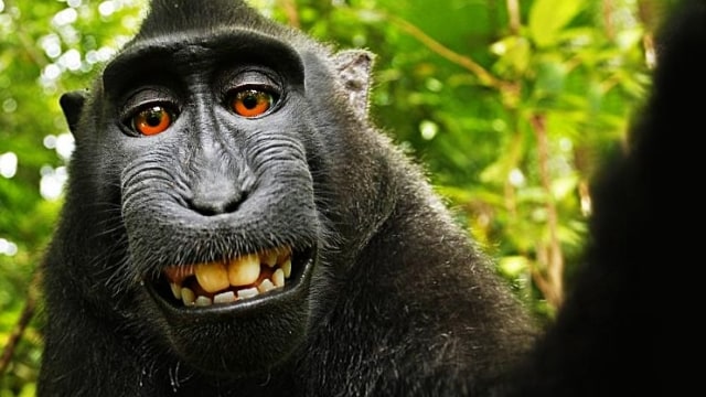 Monyet selfie (Foto: Wikimedia)